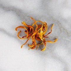 Cordyceps